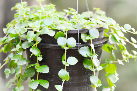 climber plant in the flower potの写真素材
