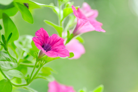 Petunia,Petunia hybrida flowers in the gardenの写真素材
