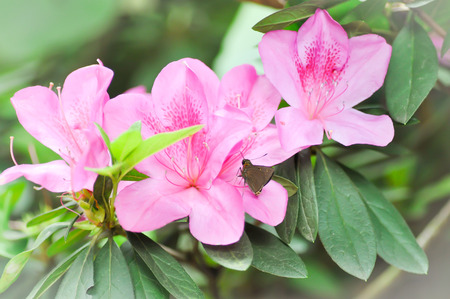 Rhododendron, Rhododendron arboreum flowers and butterflyの写真素材