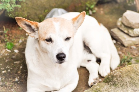 a dog on the floorの写真素材
