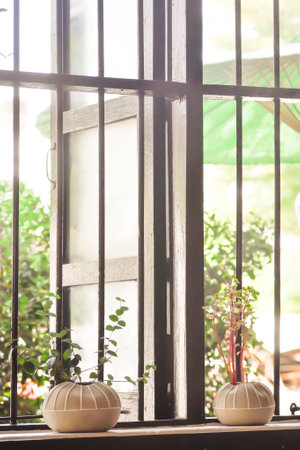 plants in the vase near the windows at homeの写真素材