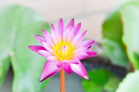 violet lotus in the pondの写真素材