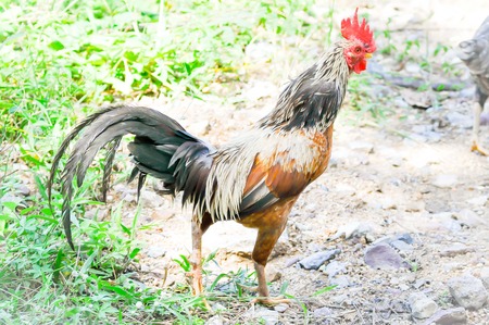 a black cock on the floorの写真素材