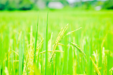 green and yellow paddy field blackgroundの写真素材