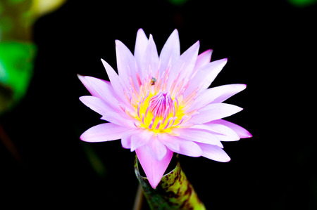 pink lotus flower in the pondの写真素材