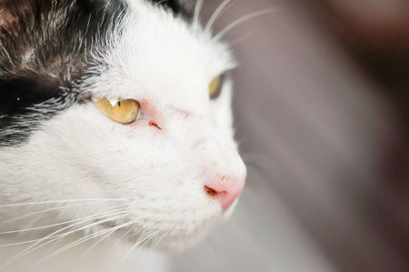 a white and black catの写真素材