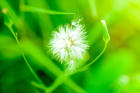white grass flower backgroundの写真素材