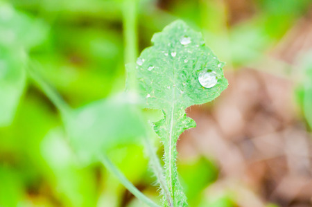 dew drop and green leaf backgroundの写真素材