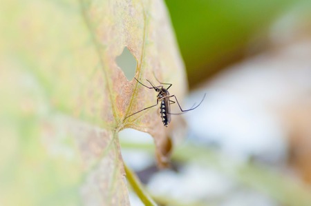 common house mosquito on green leafの写真素材