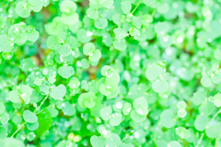 dew drop and green leaf background,blur background,green backgroundの写真素材