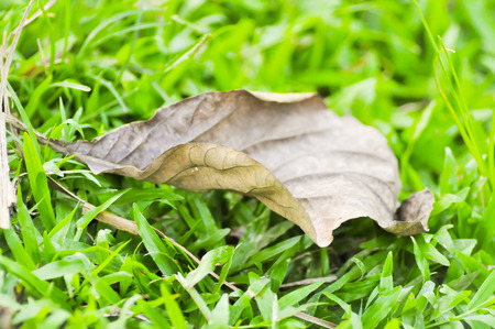 brown leaf on the green grassの写真素材