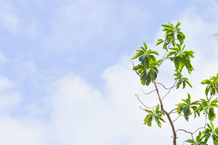 green tree and blue sky backgroundの写真素材
