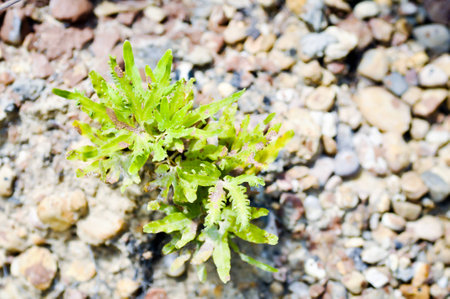 green fern and rock  backgroundの写真素材