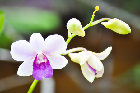 Orchid flowers in the gardenの写真素材