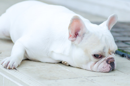 sleepy French bulldog on the floorの写真素材