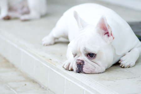 sleepy French bulldog on the floorの写真素材