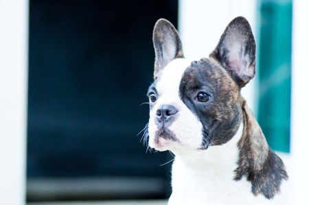 French bulldogの写真素材