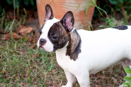 French bulldogの写真素材
