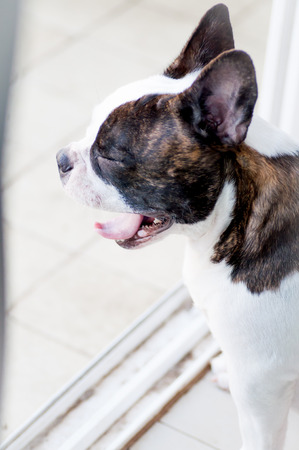 yawn French bulldog on the floorの写真素材