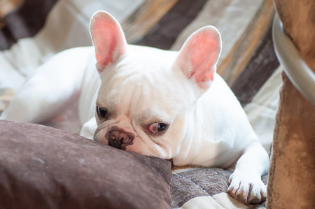 sleepy French bulldog in the sofaの写真素材