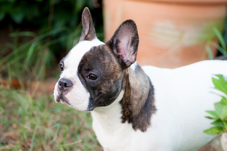 French  bulldog in the yardの写真素材