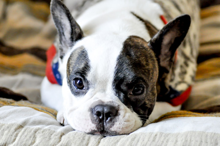 sleepy French bulldog in the sofa,crying   French bulldogの写真素材