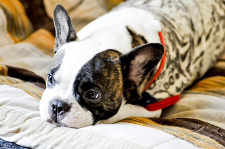 sleepy French bulldog in the sofa,crying   French bulldogの写真素材