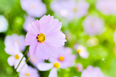 cosmos flowers in the gardenの写真素材