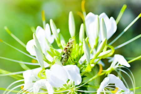 a green grasshopper on white spider flowersの写真素材