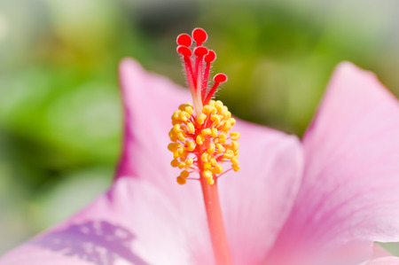 pollen of pink hibicus,  flower, pink chinese rose,pink shoe flowerの写真素材