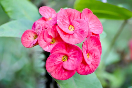 pink flowerの写真素材