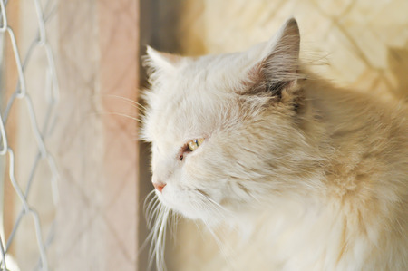 a poor cat in the cageの写真素材