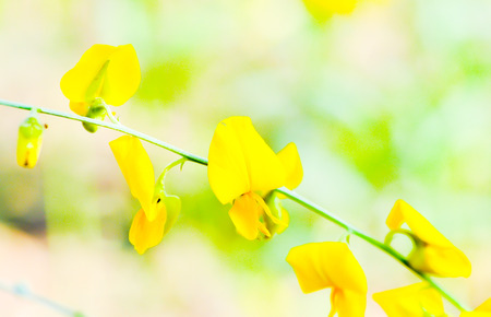 yellow Crotalaria juncea  flowersの写真素材