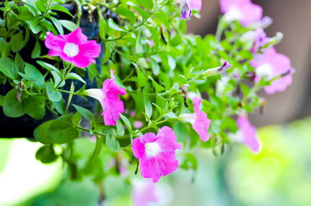 Petunia hybrida flower in the flowerpotの写真素材