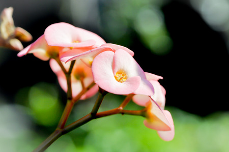 crown of thorns flower or Christの写真素材