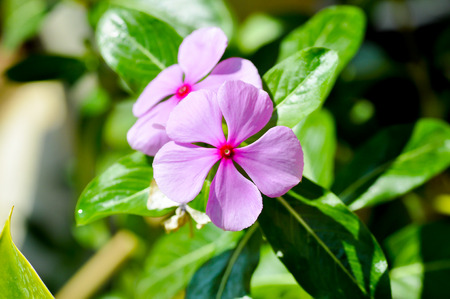 ludwigia adscendens flowers in the gardenの写真素材