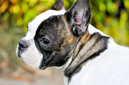 absent minded French bulldog in the gardenの写真素材