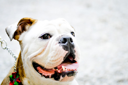 A big bulldogの写真素材