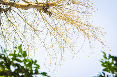 tree background ,sky background,tree and sky backgroundの写真素材