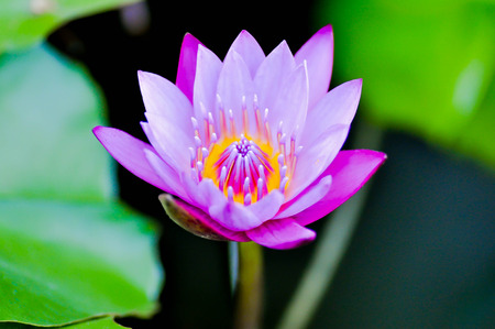 purple lotus in the pondの写真素材