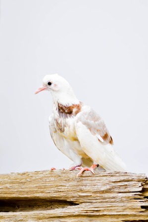 white pigeon on the woodの写真素材