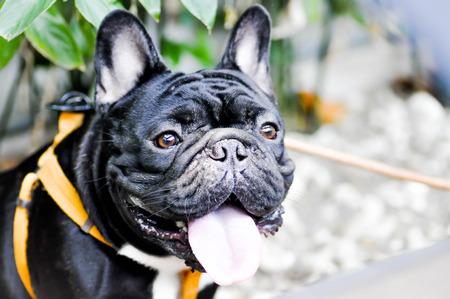 A black French bulldog in the gardenの写真素材