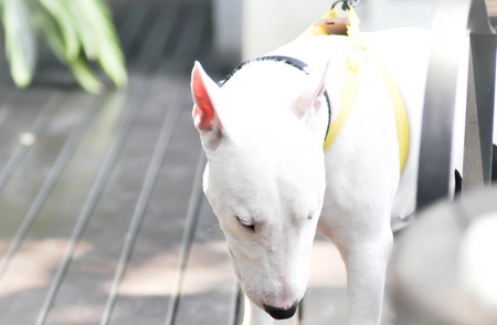 white  bull terrier on  the balconyの写真素材