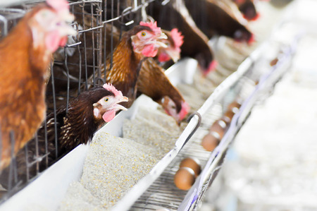 hens in the cagesの写真素材
