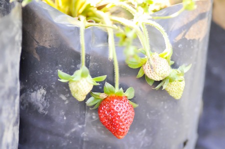 strawberry plants in  the orchardの写真素材