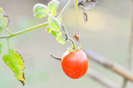 tomato plant in the vegetable gardenの写真素材
