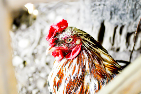 A cock on the farmの写真素材