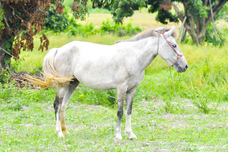 a white horse on the farmの写真素材