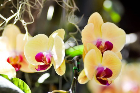 yellow orchid flowers in the gardenの写真素材