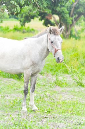 a white horse on the farmの写真素材